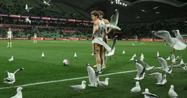 طيور النورس تسيطر على ملعب ملبورن وتلفت الأنظار خلال منافسات الدوري الأسترالي بشكل غير مسبوق